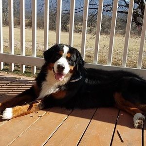 Meet your Posher, Sydney